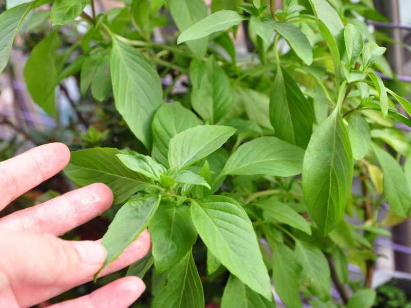 �������󳦵�����