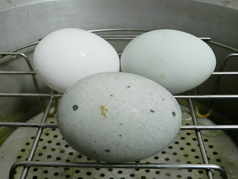 ������������衹~ܽ����ɫ��������