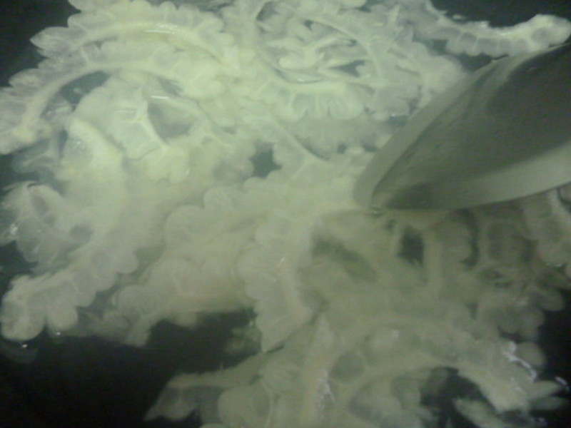 [�������������ζ]����ζ����(����ʳ)������