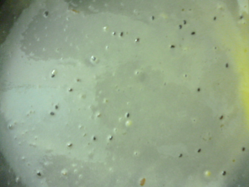 ƽ�׹��嵰��������