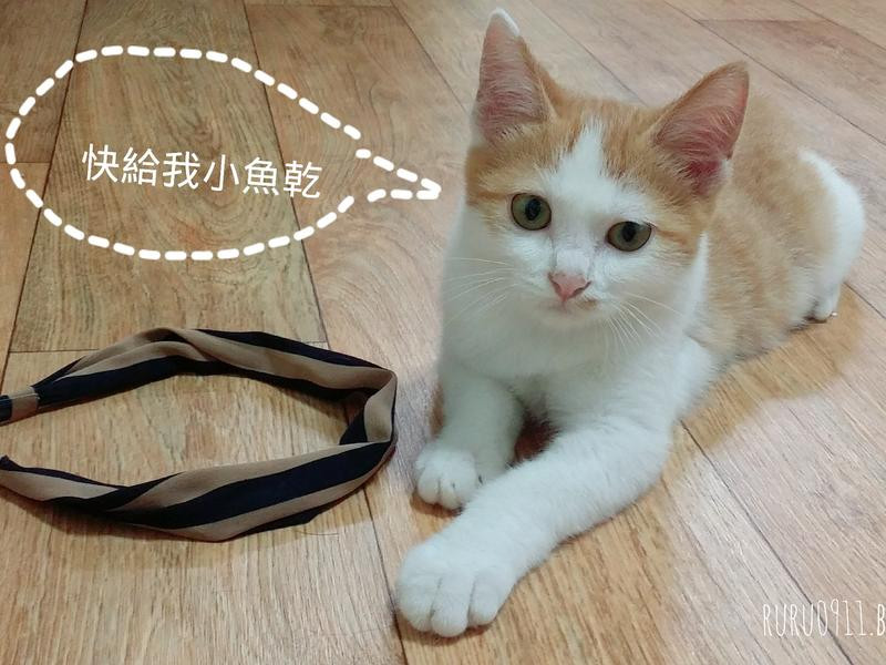 è��ʳС��ɵ�����