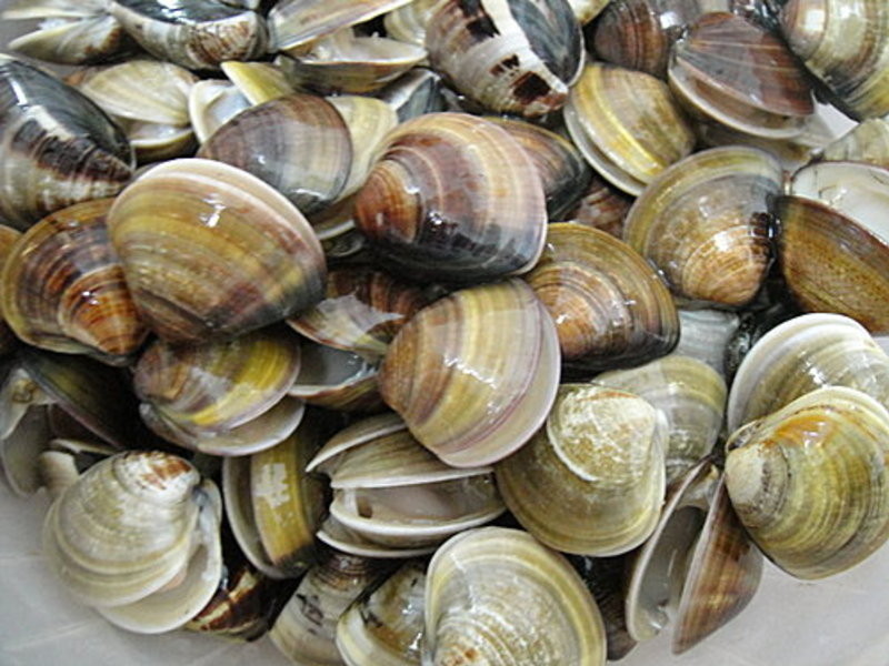 �Z���۵�����