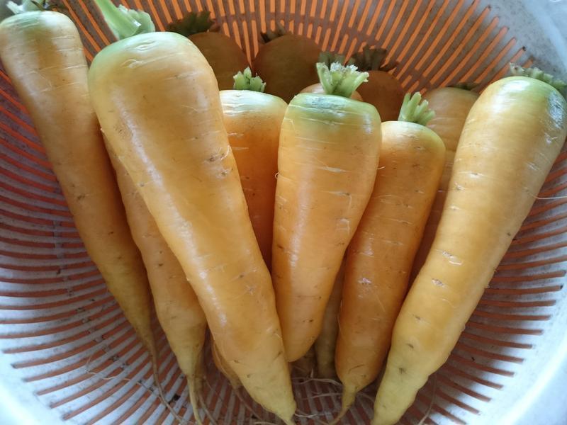 ��ɭҰ�߹�����������ƽ��ܲ����������̵�����