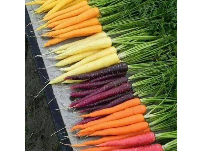 ��ɭҰ�߹�����������ƽ��ܲ����������̵�����