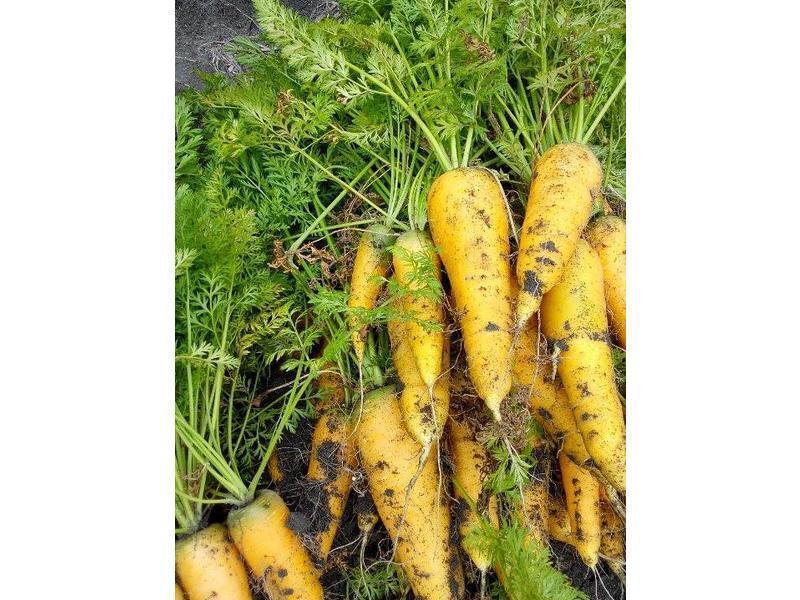 ��ɭҰ�߹�����������ƽ��ܲ����������̵�����