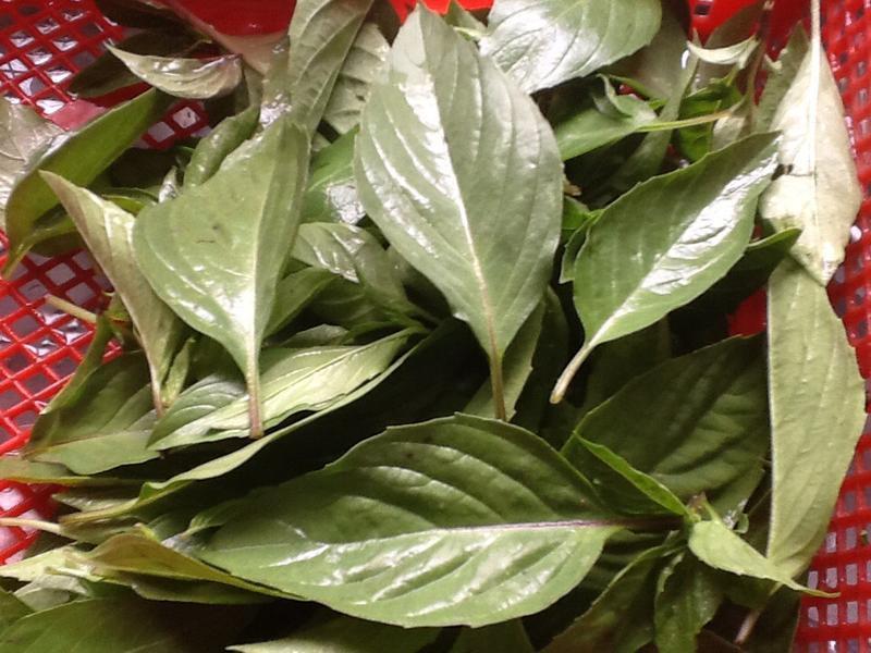 ����ɳ���о�������