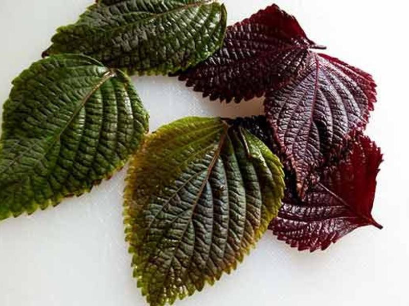 ����С���������