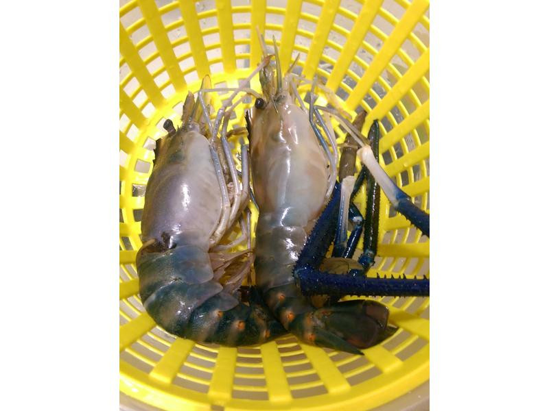 ����̩��Ϻ������