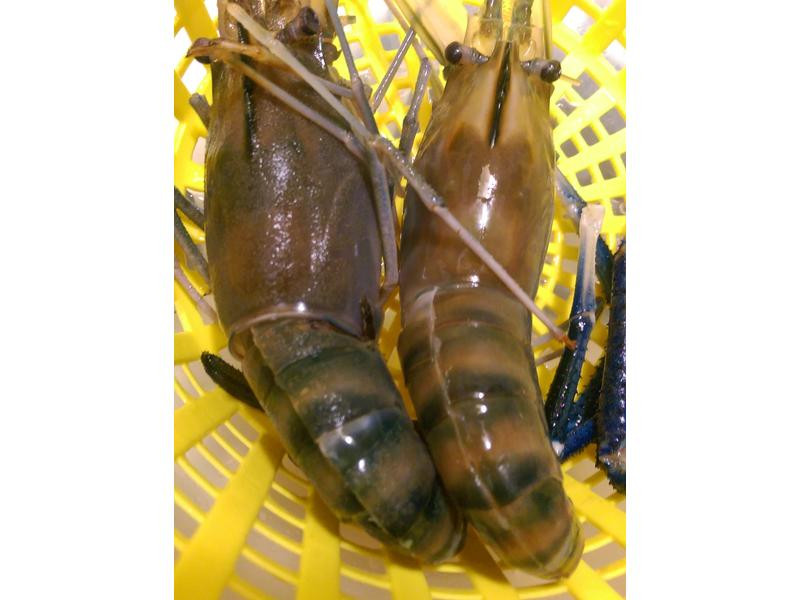 ����̩��Ϻ������