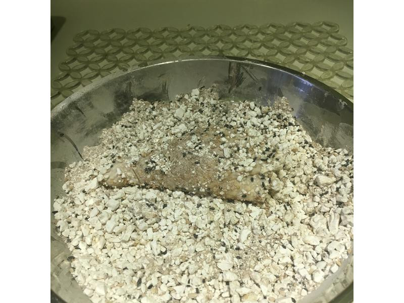 ֥����㼦�����¶���ƽ�������