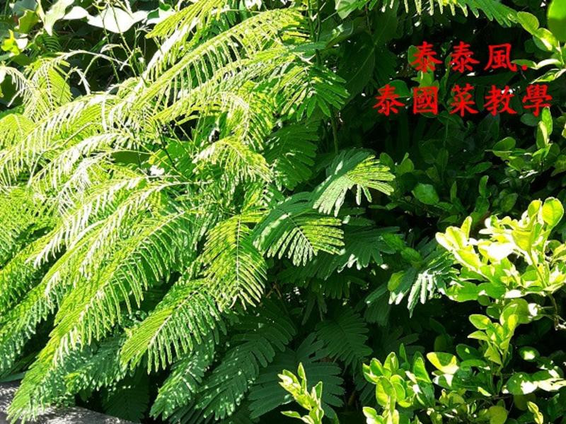 ̩�����˼嵰������