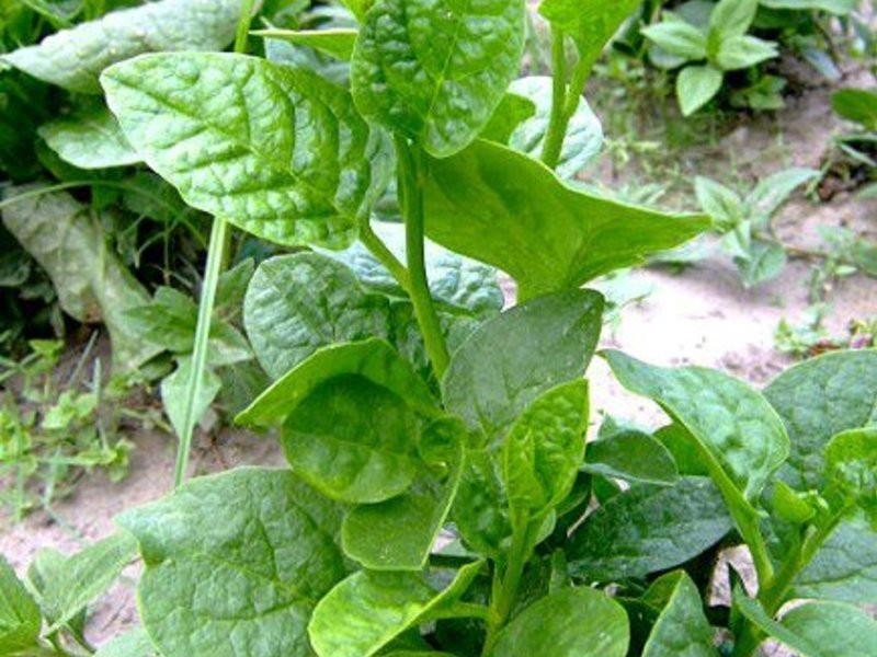 ���ˬ�ڻʹ��˵�����