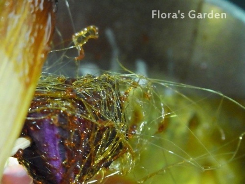 �ƽ�������Homeը����--�عϽ�˿��������