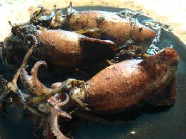 ���㽪˿��С��������