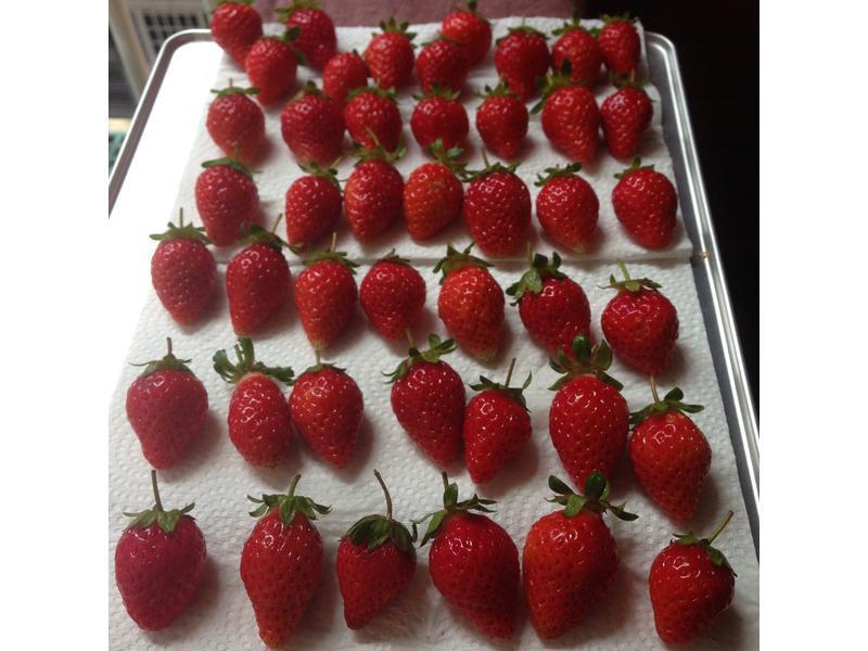 SSU��ʽ��ʿ���ݮ�ɵ�����