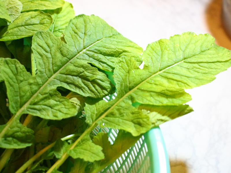 �����Z��Ҷ�ܲ�������