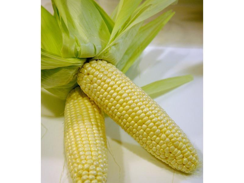 ViVi - �ں������������׵�����