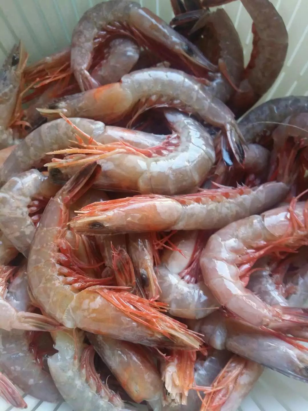 ��֭����������������Ϻ������