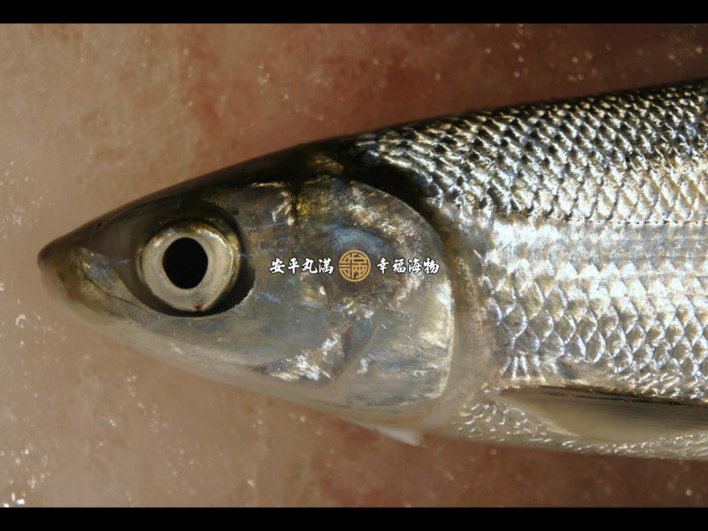 ԭζ�����ˮʭĿ�������