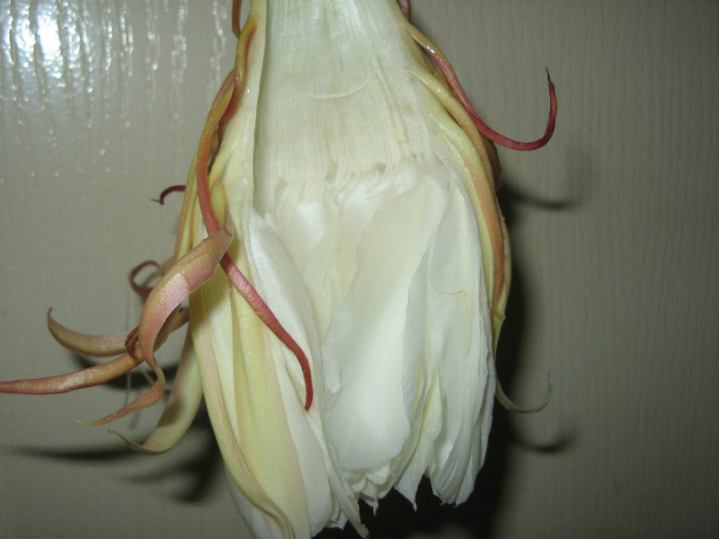 꼻�������������