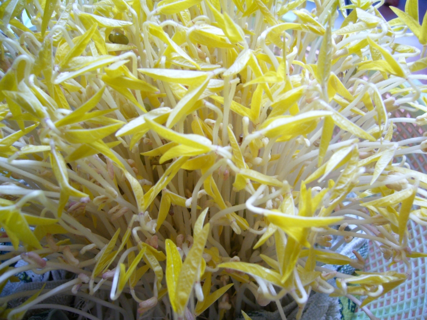 放心豆芽的做法