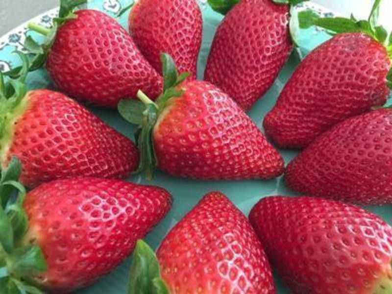 ��ݮ�ɿ�����Ƥ������