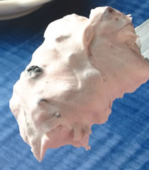 ��ݮ�����ڵ�����