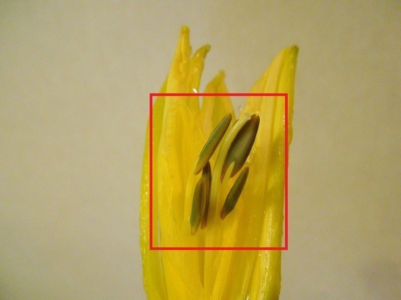 ����˫���������