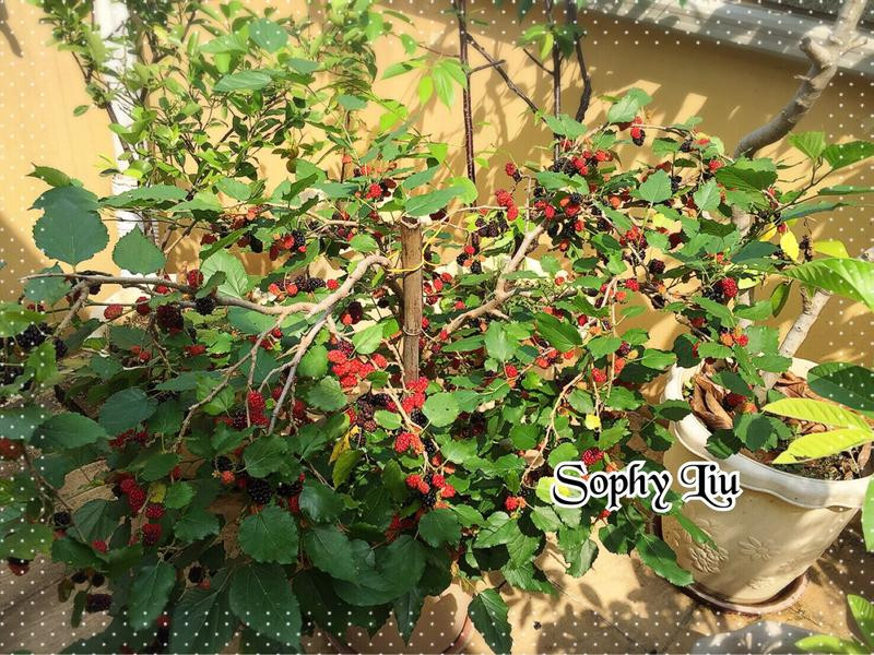 ɣ�ع�������ܵ�����