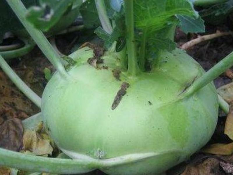 ���������ͷ�˵�����