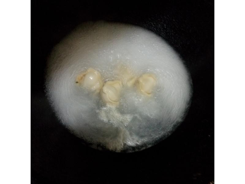 ѩ��������ˮ�ȵ�����