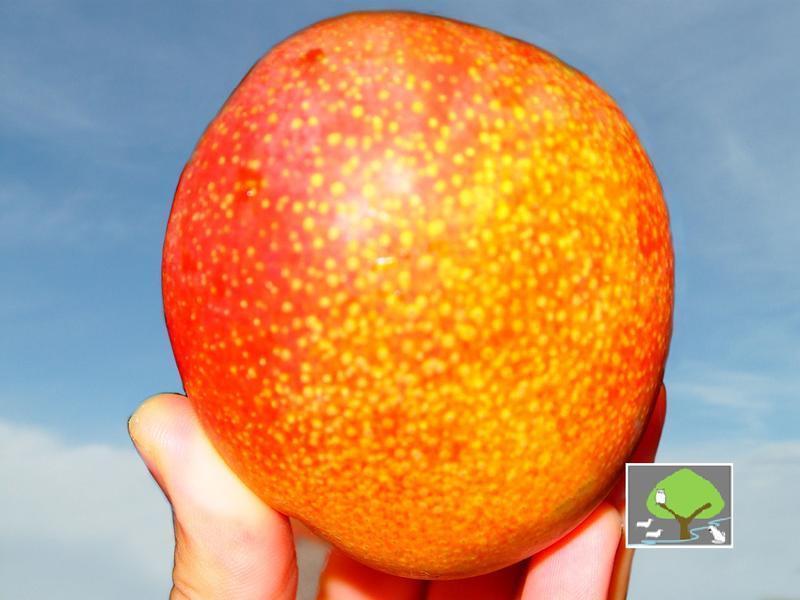 ��Ȼâ���ɳ�¯��!������