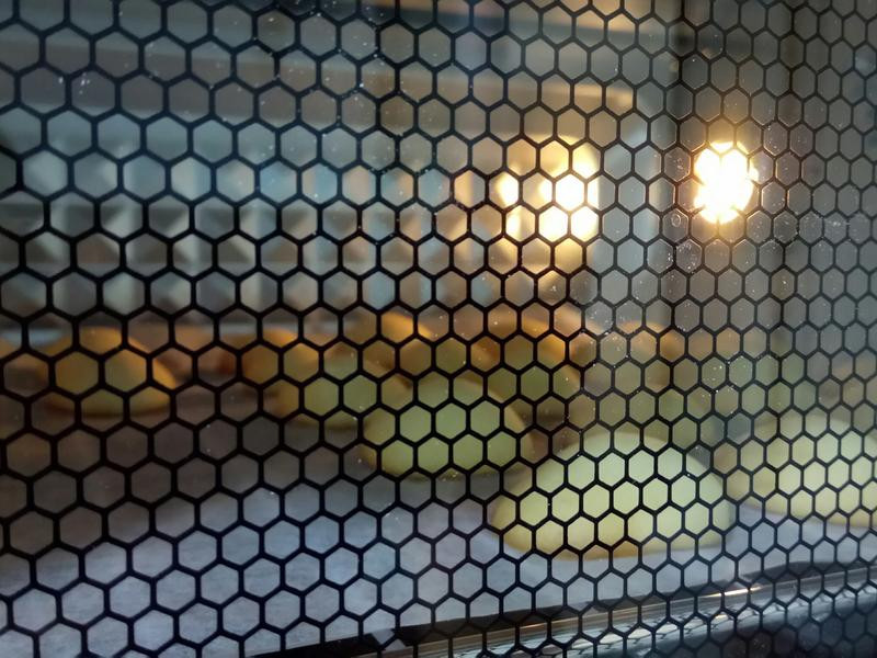 ����һ��С���ɵ�����