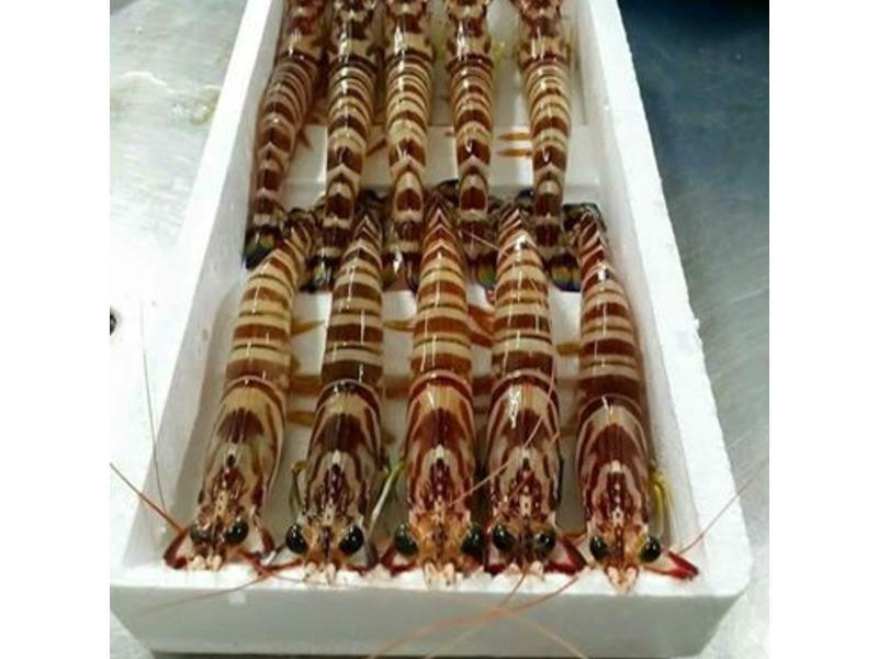 �������մ���Ϻ������