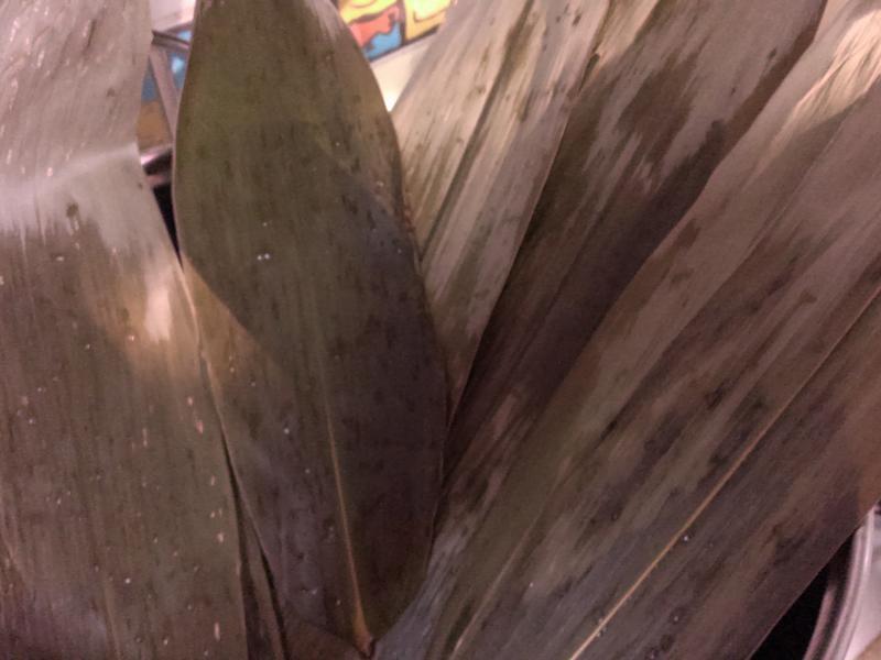 �춹���ױ��� (��������)������