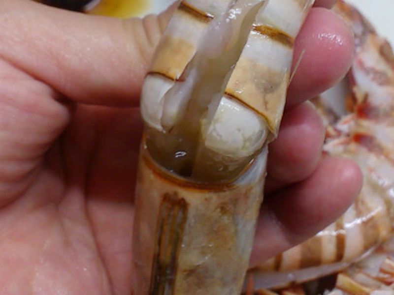 �ɼ���Ϻ���ͷ�ɳ��������