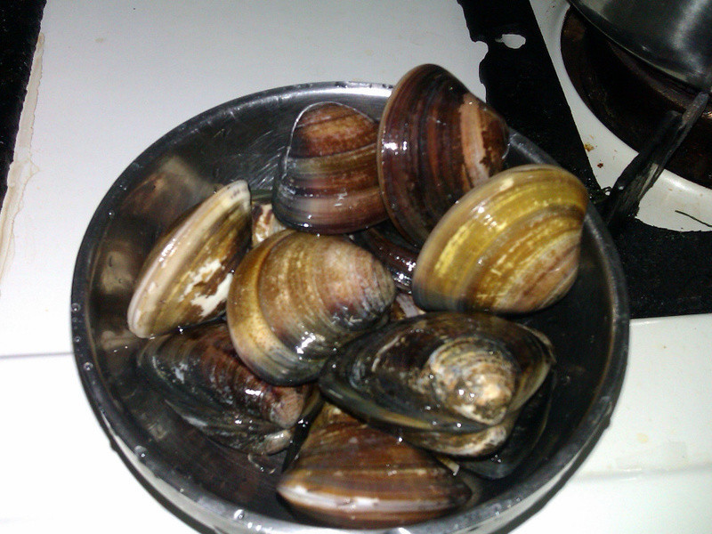 �Ϲϸ�����������