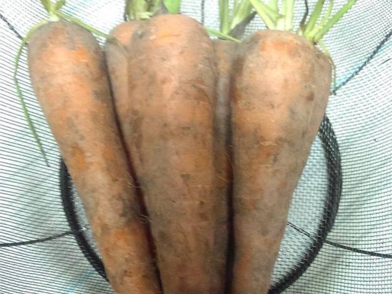 ���ܲ����ͱ�������