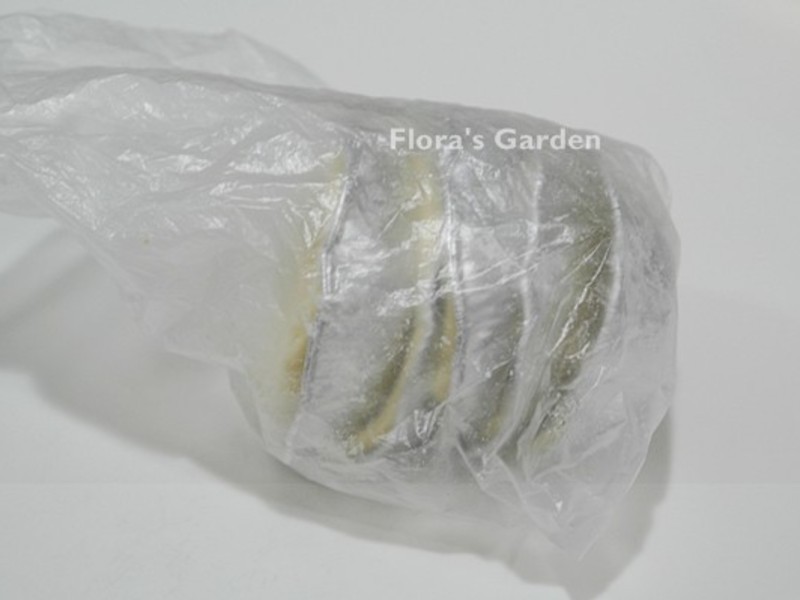 ����ǧ����Ƥ������