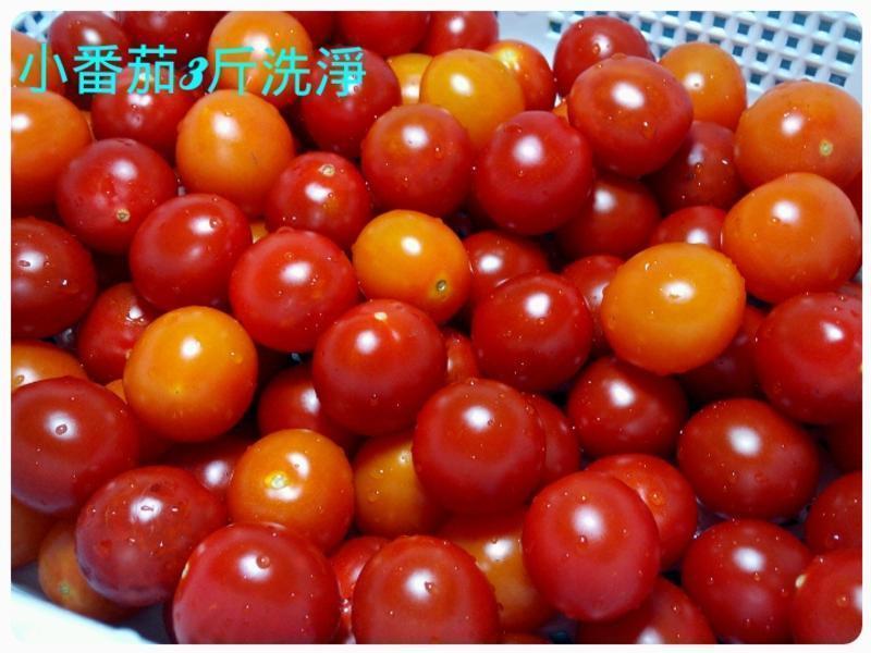 ˫ɫ÷�շ��ѵ�����