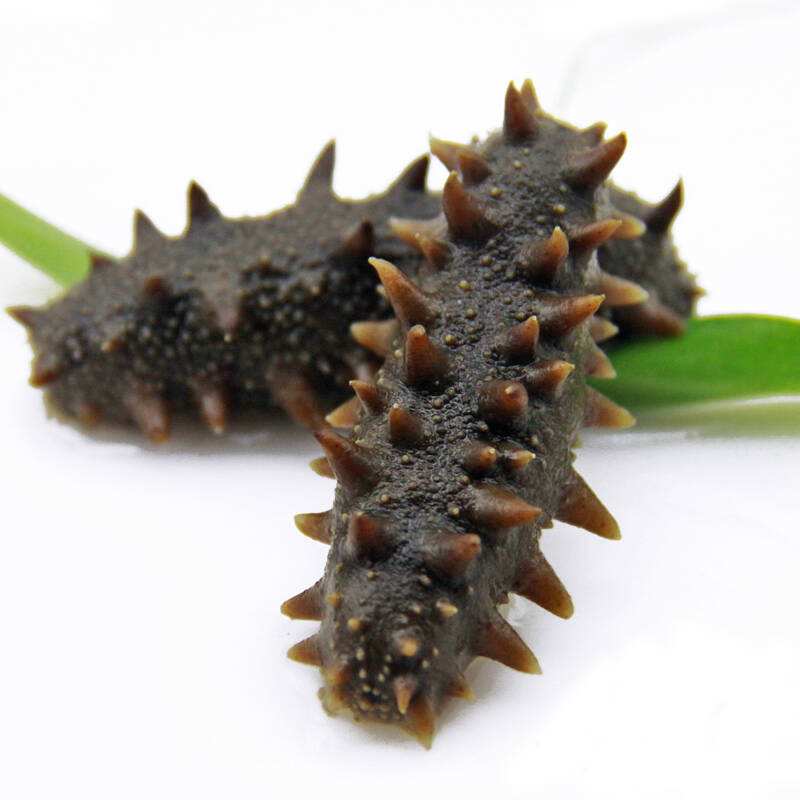 ��ͥ����ݷ��ɺ��ε�����