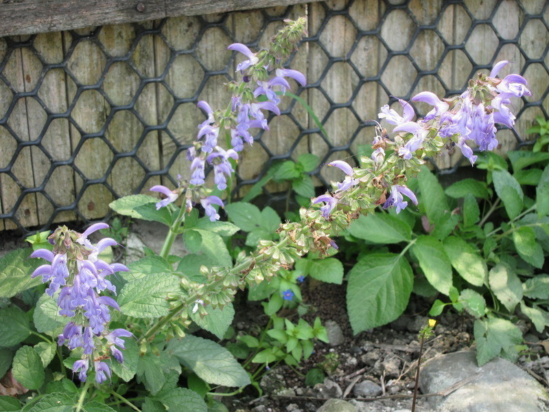 ��ʯ�ϳ���Ƭ������