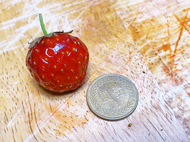 �鶥�޶���ݮ����������