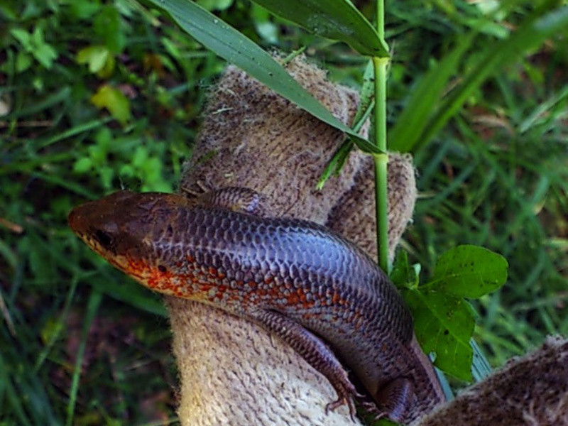 �鶥�޶���ݮ����������