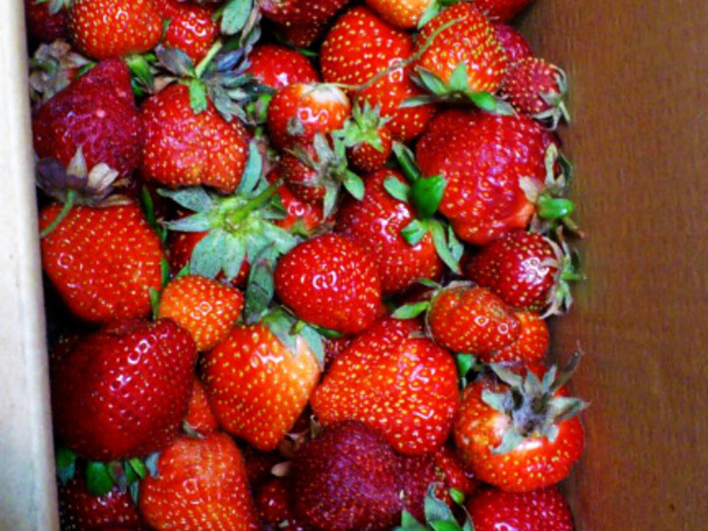 �鶥�޶���ݮ����������