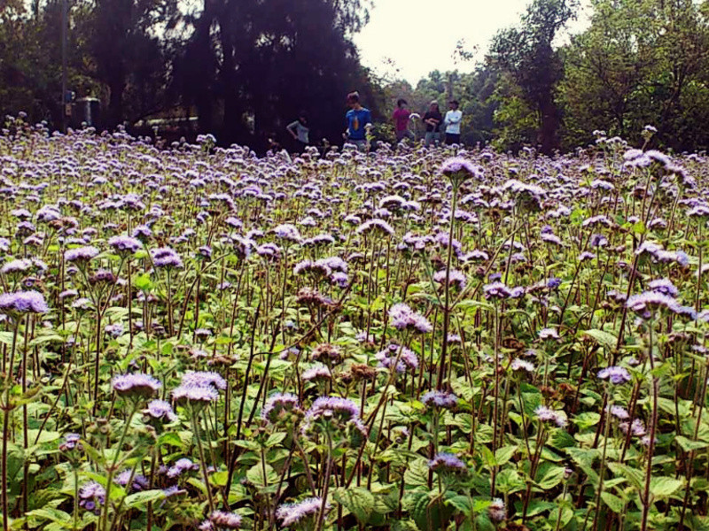 �鶥�޶���ݮ����������