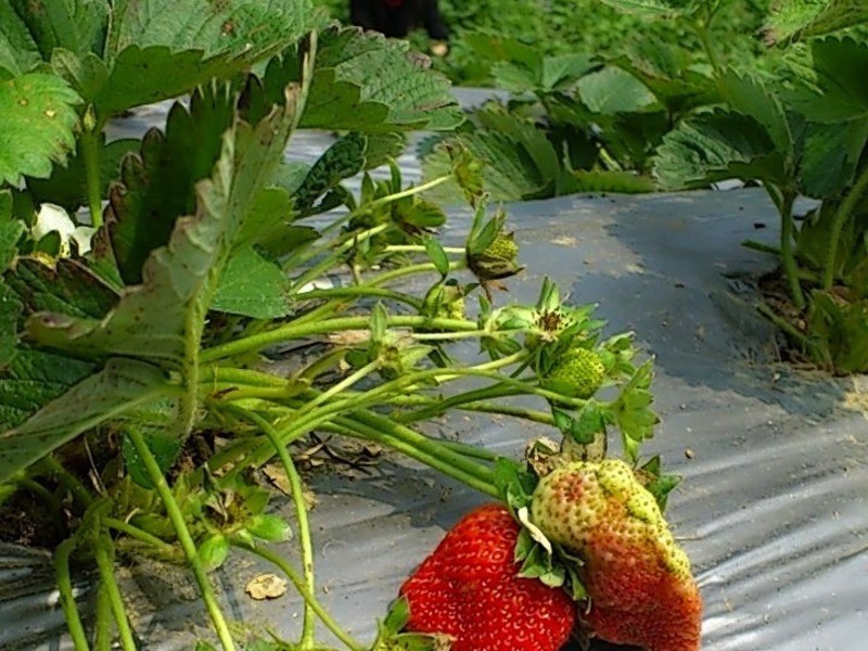 �鶥�޶���ݮ����������