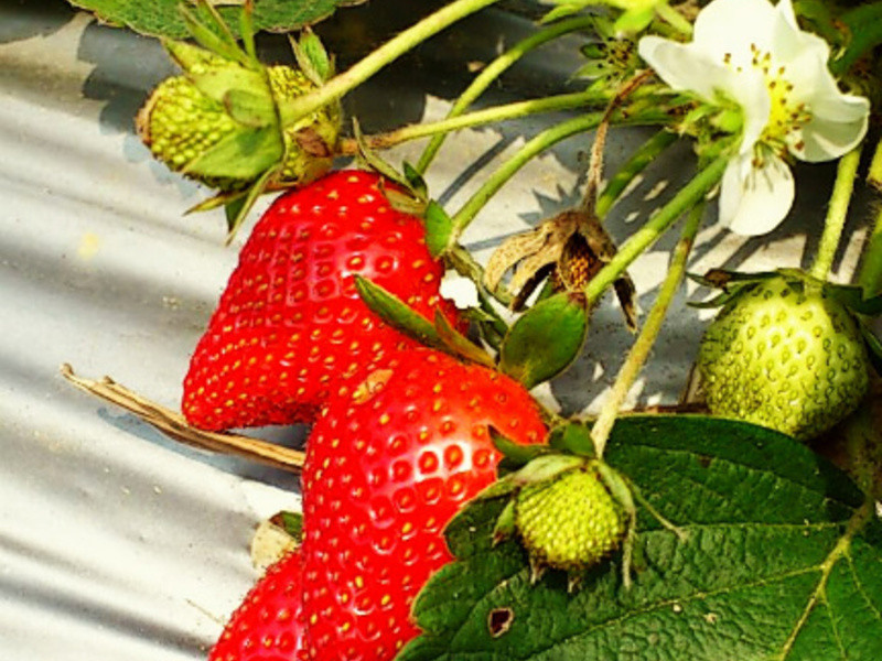 �鶥�޶���ݮ����������