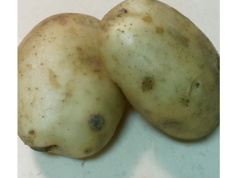 ��ը���� (�����÷� ���װ�)������