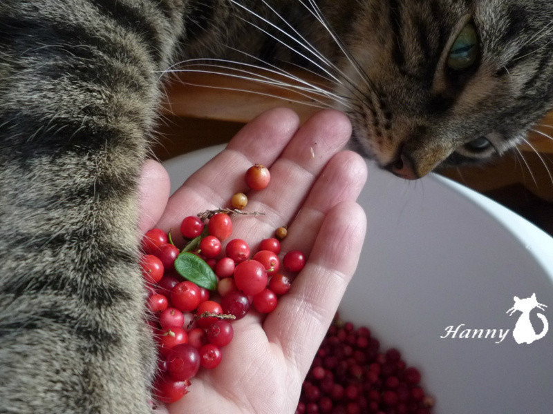 Խ�ٹ���������